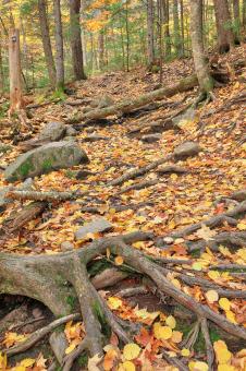 Free Stock Photo of Autumn Maliseet Forest Trail