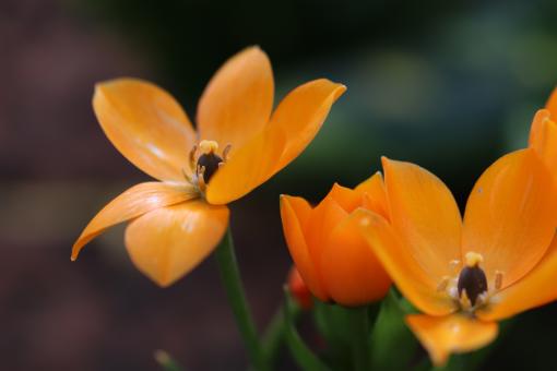 Free Stock Photo of Spring flowers on a grave
