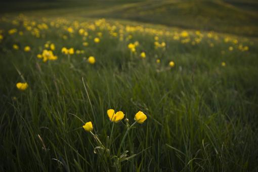 Free Stock Photo of Yellow Flowers in a Field
