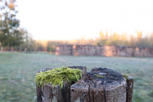 Free Stock Photo of Old wooden pole with moss