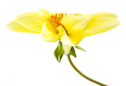 Free Stock Photo of Yellow Spring Flower