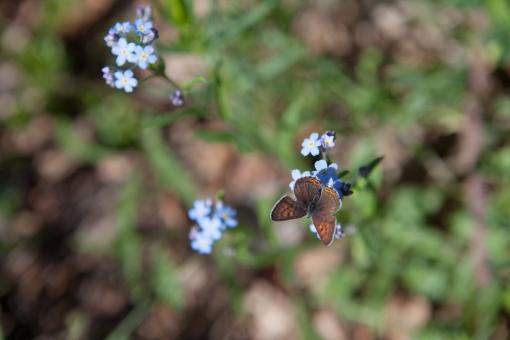 Free Stock Photo of Butterfly on the Flower