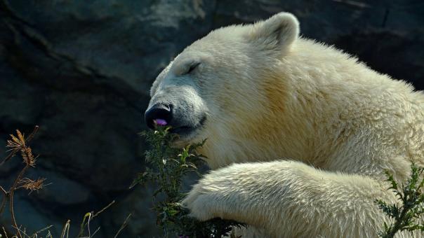 Free Stock Photo of Polar Bear