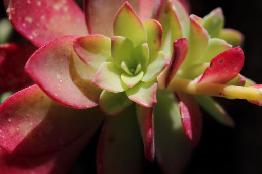 Free Stock Photo of Succulent close-up