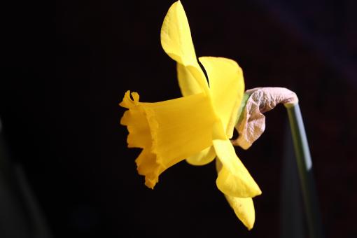 Free Stock Photo of Daffodil Close-up