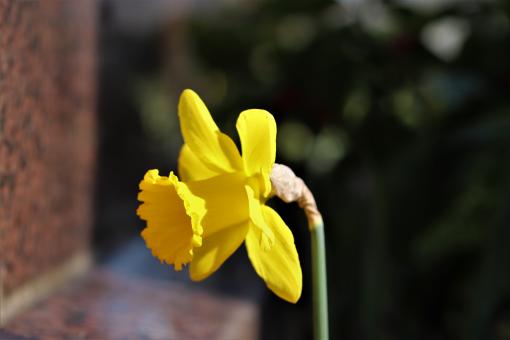 Free Stock Photo of Yellow Daffodil Close-up