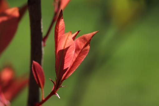 Free Stock Photo of First leaves...