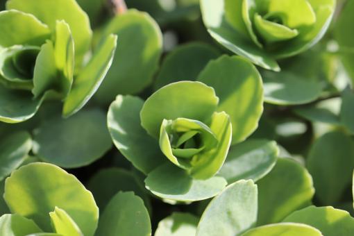 Free Stock Photo of Succulent in a Cemetery