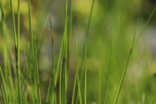 Free Stock Photo of Weeds Close-up