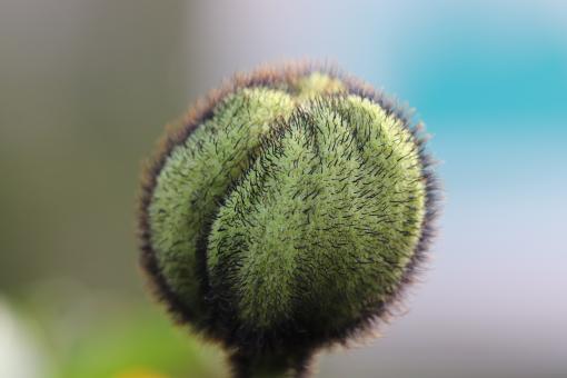 Free Stock Photo of Papaver Bud Close-up