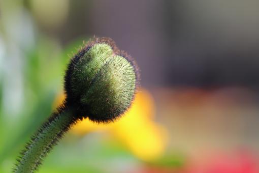 Free Stock Photo of Papaver Bud