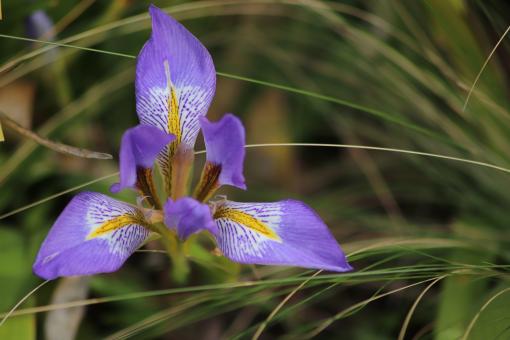 Free Stock Photo of Spring iris flower