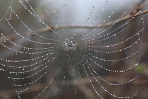 Free Stock Photo of Artistic droplets on a spiderweb