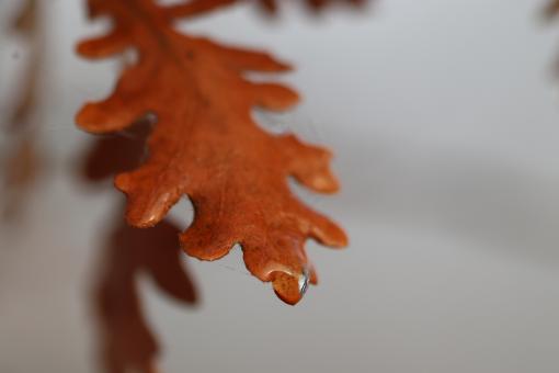 Free Stock Photo of Oak leaf not yet fallen