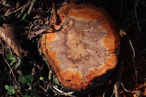 Free Stock Photo of Cut tree trunk