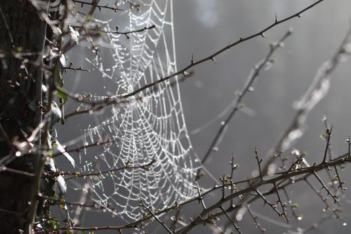Free Stock Photo of Spiderweb with morning dew