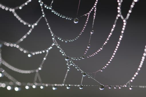Free Stock Photo of Morning dew on a spiderweb