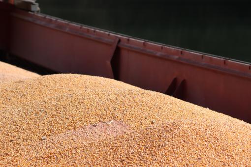 Free Stock Photo of Corn stock in a barge