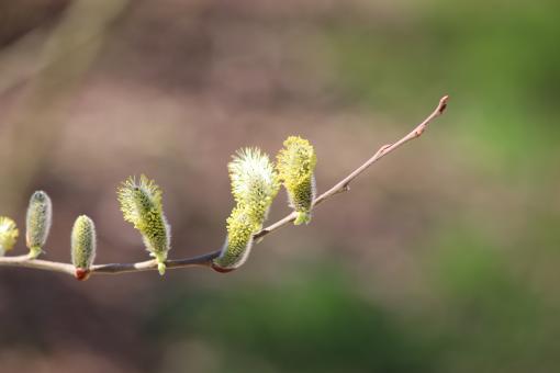 Free Stock Photo of Willow flowers in march