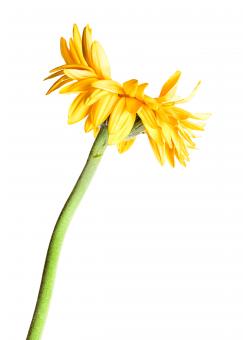 Free Stock Photo of Yellow Flower on White
