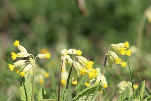 Free Stock Photo of Spring flowers in the country