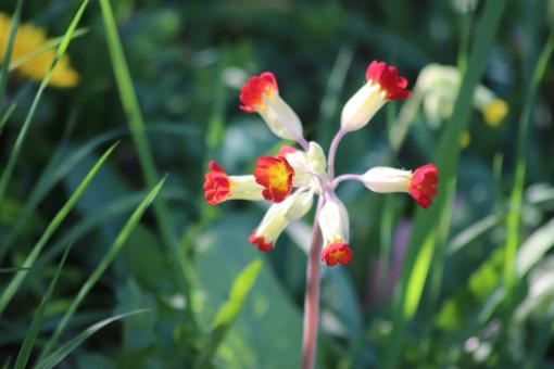 Free Stock Photo of Great spring flower
