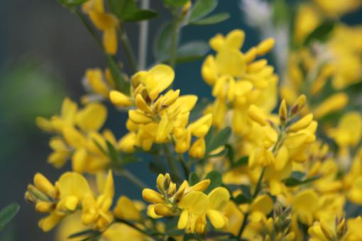 Free Stock Photo of Spring yellow flowers on a shrub