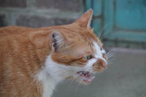 Free Stock Photo of Angry cat