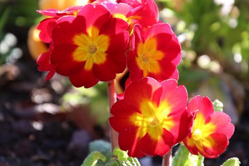 Free Stock Photo of Back lighting for beautiful pansies