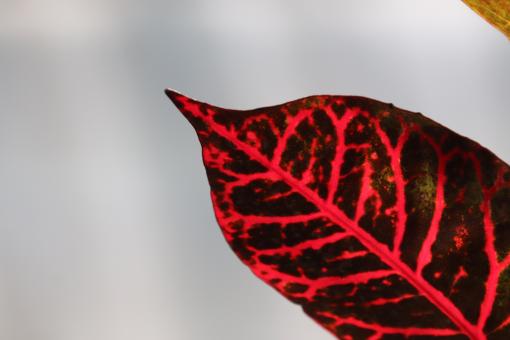 Free Stock Photo of Red tropical croton leaf
