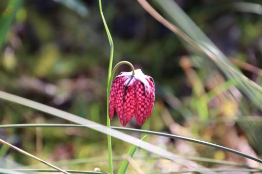 Free Stock Photo of Fritillaria meleagris