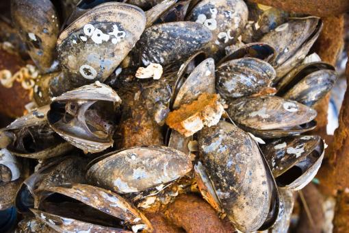 Free Stock Photo of Dead Shellfish