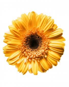Free Stock Photo of Yellow Daisy on White