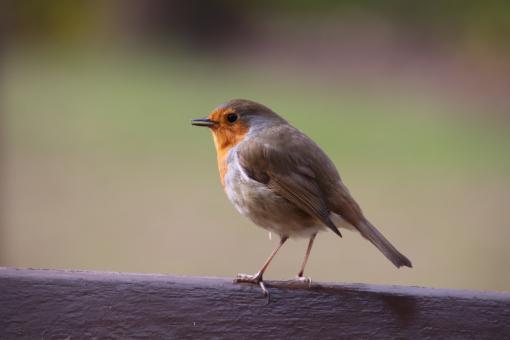 Free Stock Photo of Side view of a great little robin