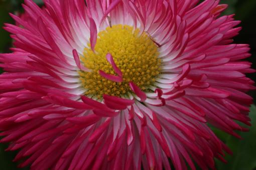 Free Stock Photo of Close-up of a red daisy flower