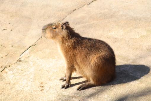 Free Stock Photo of I'm the biggest rodent in the world, and The laziest!!!