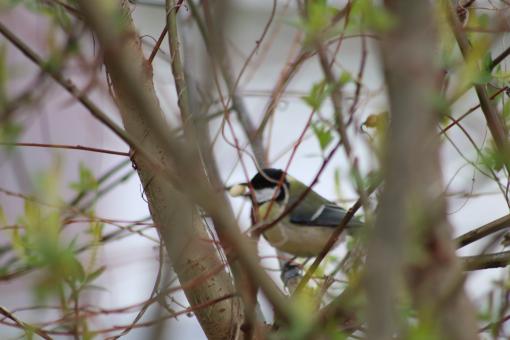 Free Stock Photo of I've laid an egg, but I ain't got the nest yet!!