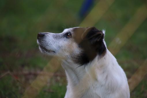 Free Stock Photo of Dog smelling the intruder...