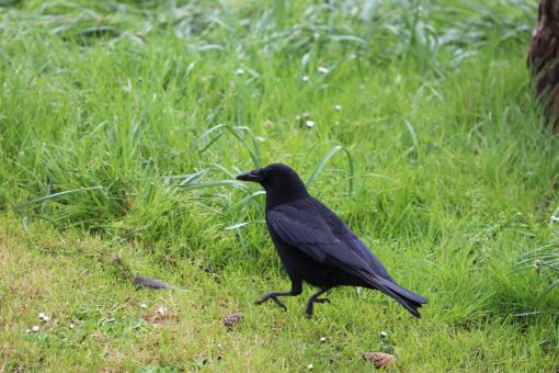 Free Stock Photo of Scarred crow...
