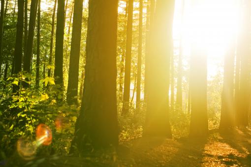 Free Stock Photo of Forest Sunshine