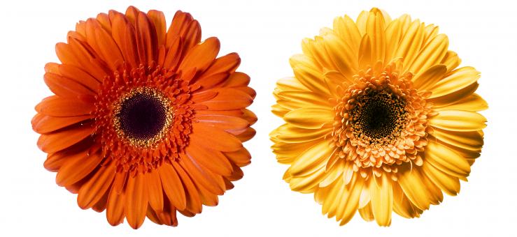 Free Stock Photo of Red and Yellow Daisies 