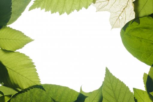 Free Stock Photo of Green leaves frame