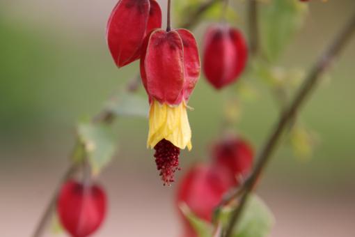Free Stock Photo of Strange but beautiful spring flower