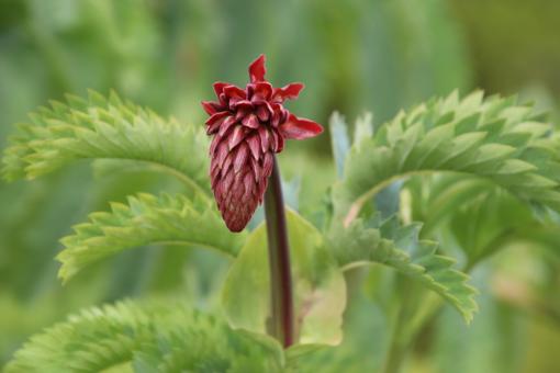 Free Stock Photo of Weird plant