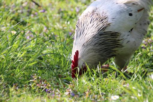 Free Stock Photo of What's good to eat in that grass?