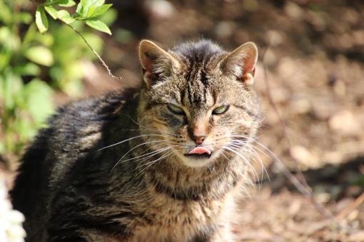 Free Stock Photo of I stick my tongue at you!