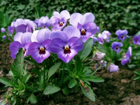Free Stock Photo of Violets
