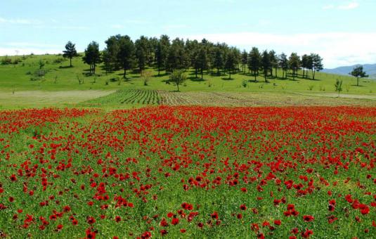 Free Stock Photo of Field of Red Flowers