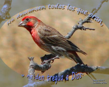Free Stock Photo of No Descansen-Oran