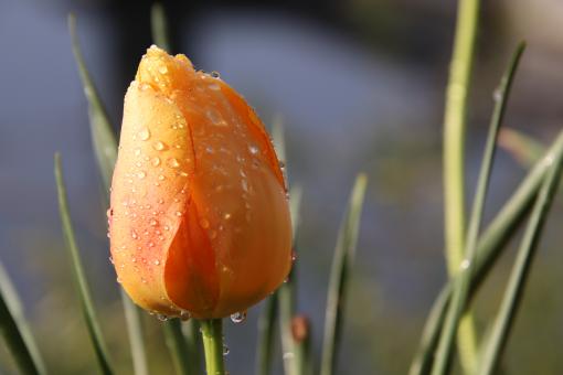 Free Stock Photo of Tulip bud covered by morning dew